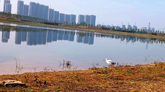 打造水生態(tài)城市，讓周口更宜居