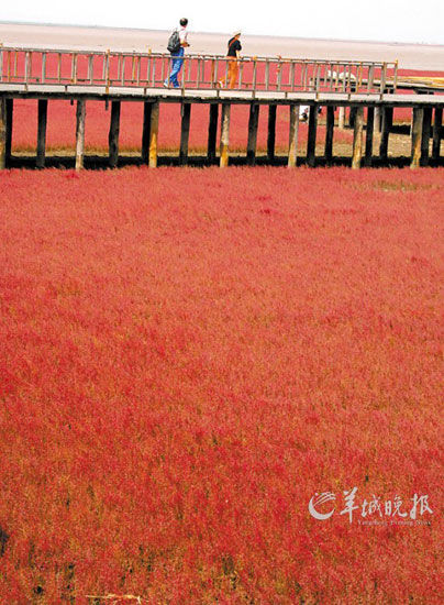 遼寧盤錦紅海灘，面積達(dá)9萬(wàn)畝