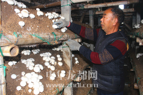 周口項(xiàng)城：食用菌種植基地內(nèi)，工人正在查看雙孢菇長勢